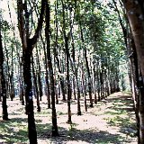 "Along the Road - March 1968 - Rubber Trees - ABtry 6/27th Arty"